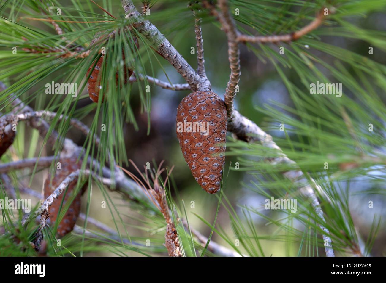 Coni resinosi su rami di pino in Croazia Foto Stock