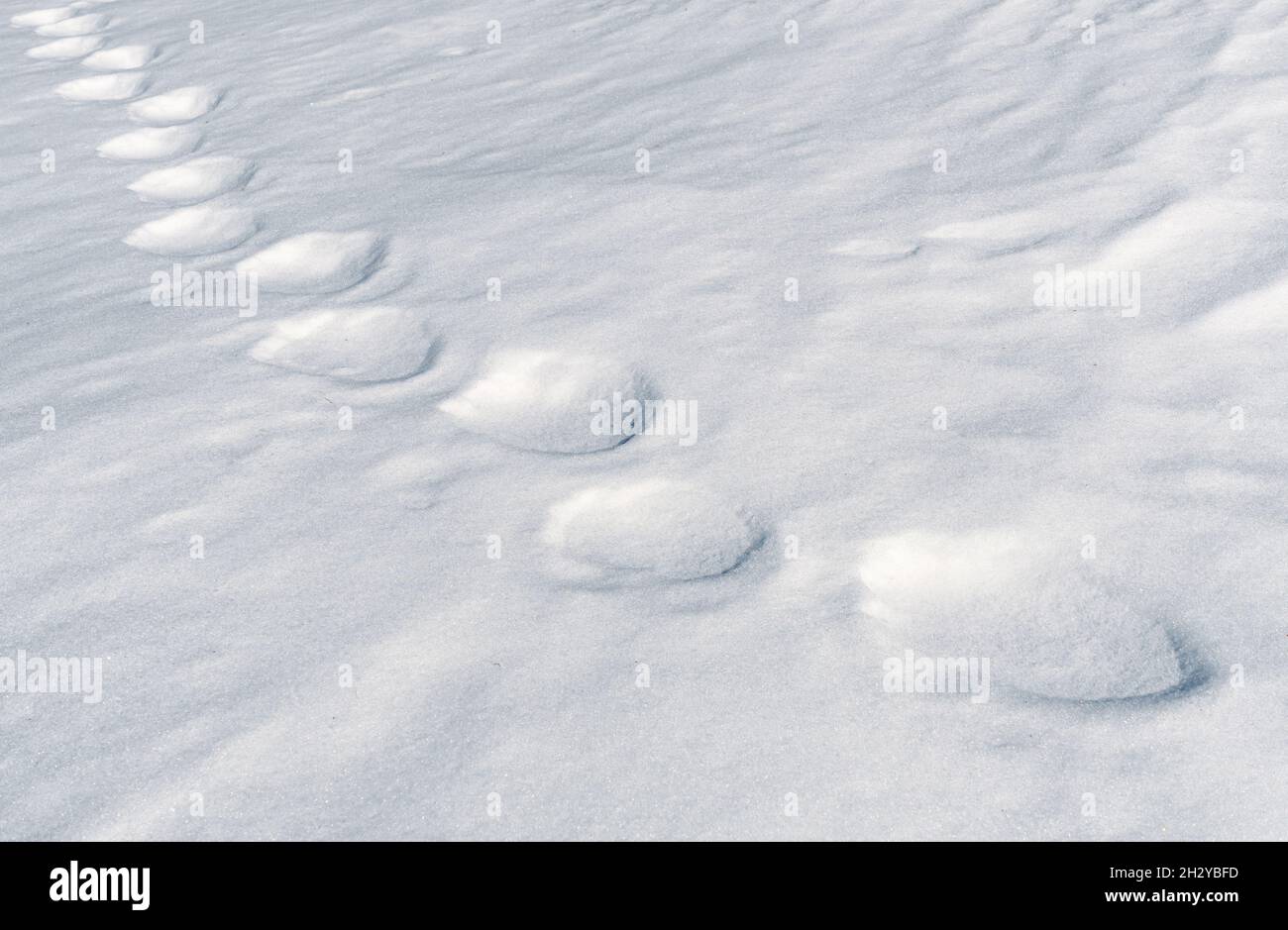 vecchi passi semi-fusi nella neve, ricoperti di neve bianca nuova Foto Stock