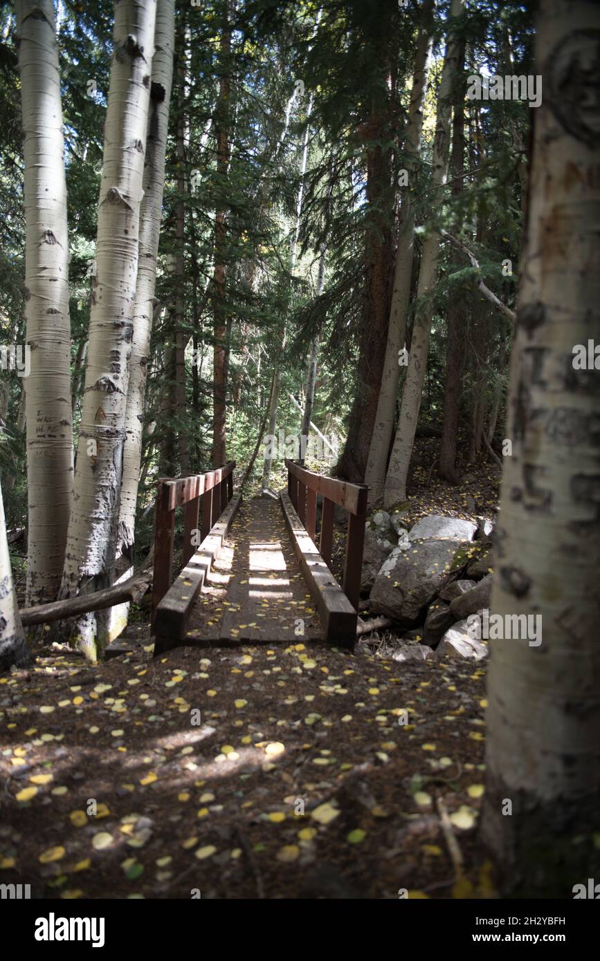 Un ponte di legno nella foresta coperto di foglie. Foto Stock