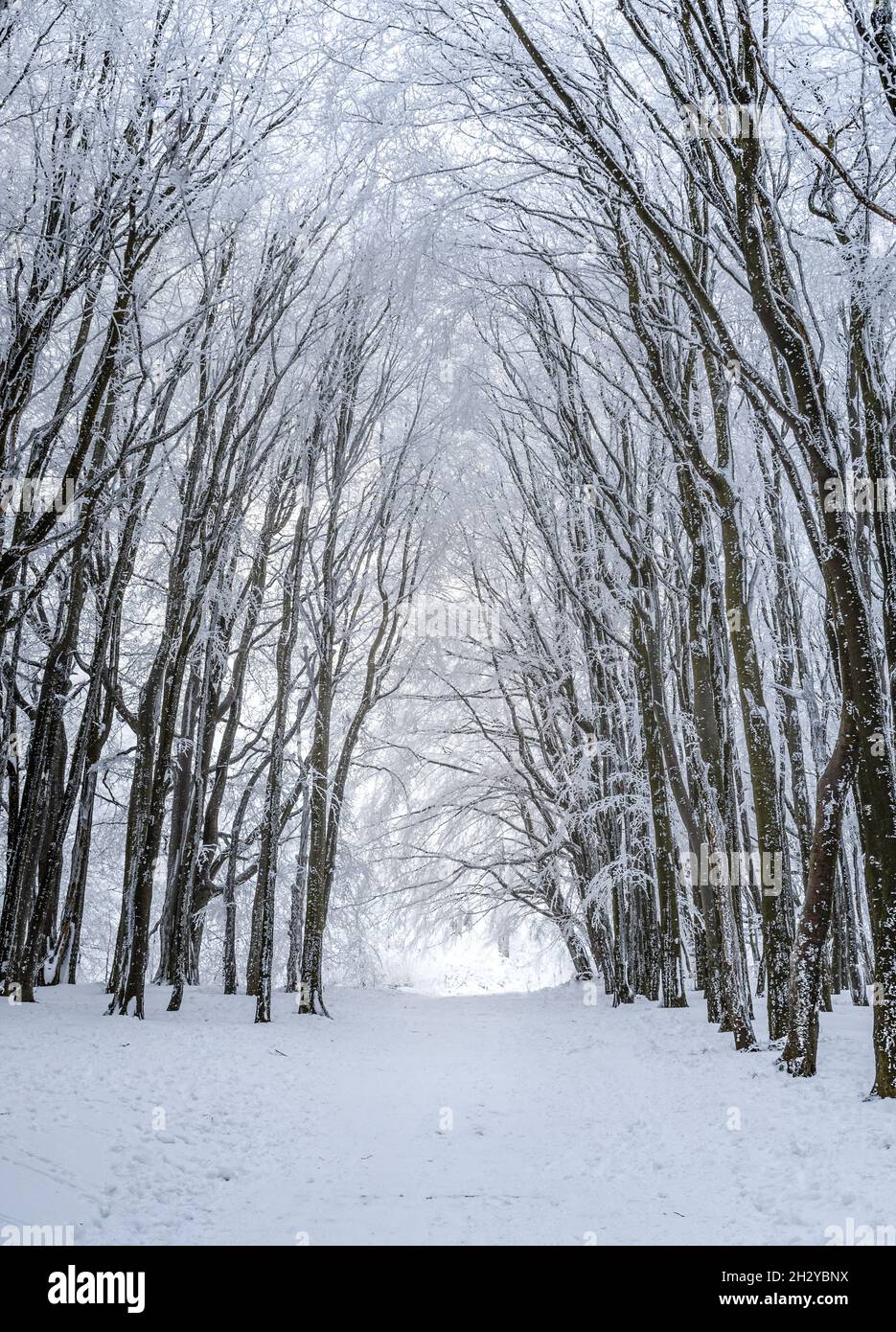 Foresta innevata con alti e maestosi alberi ghiacciati e nebbia leggera. Strada innevata. Foto Stock