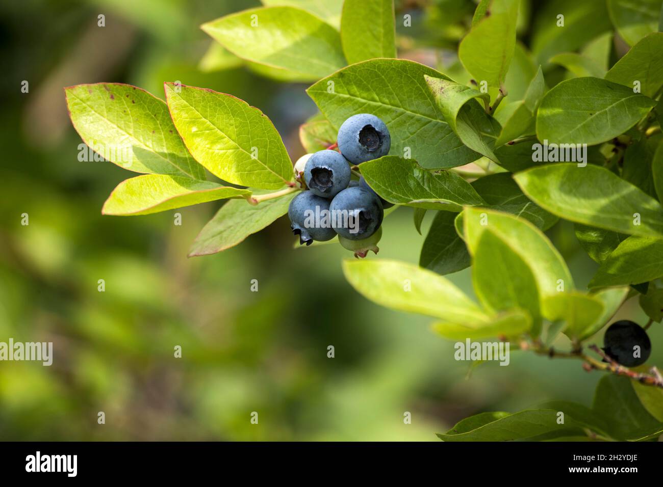 gustoso frutto di mirtillo in giardino Foto Stock
