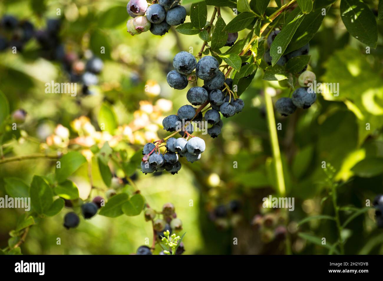 gustoso frutto di mirtillo in giardino Foto Stock