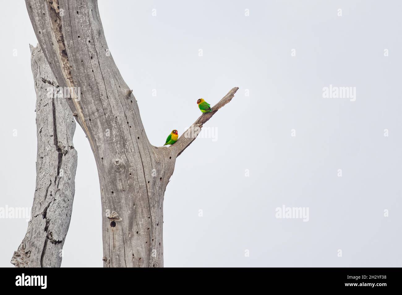 Fischers Lovebird - Agapornis fischeri piccolo pappagallo, schiena verde, petto e ali, i colli sono gialli dorati e verso l'alto diventa arancio più scuro, Foto Stock