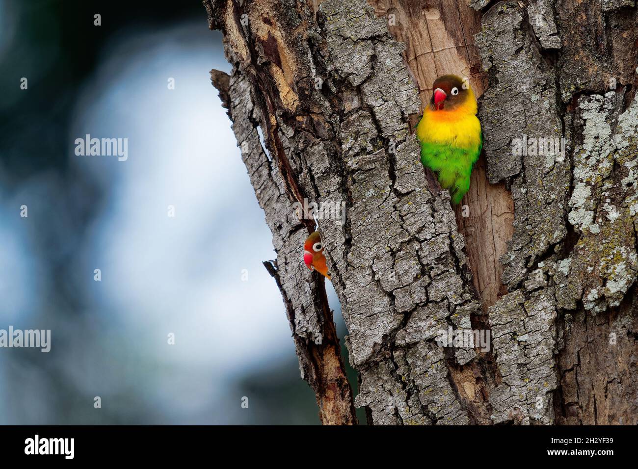 Fischers Lovebird - Agapornis fischeri piccolo pappagallo, schiena verde, petto e ali, i colli sono gialli dorati e verso l'alto diventa arancio più scuro, Foto Stock