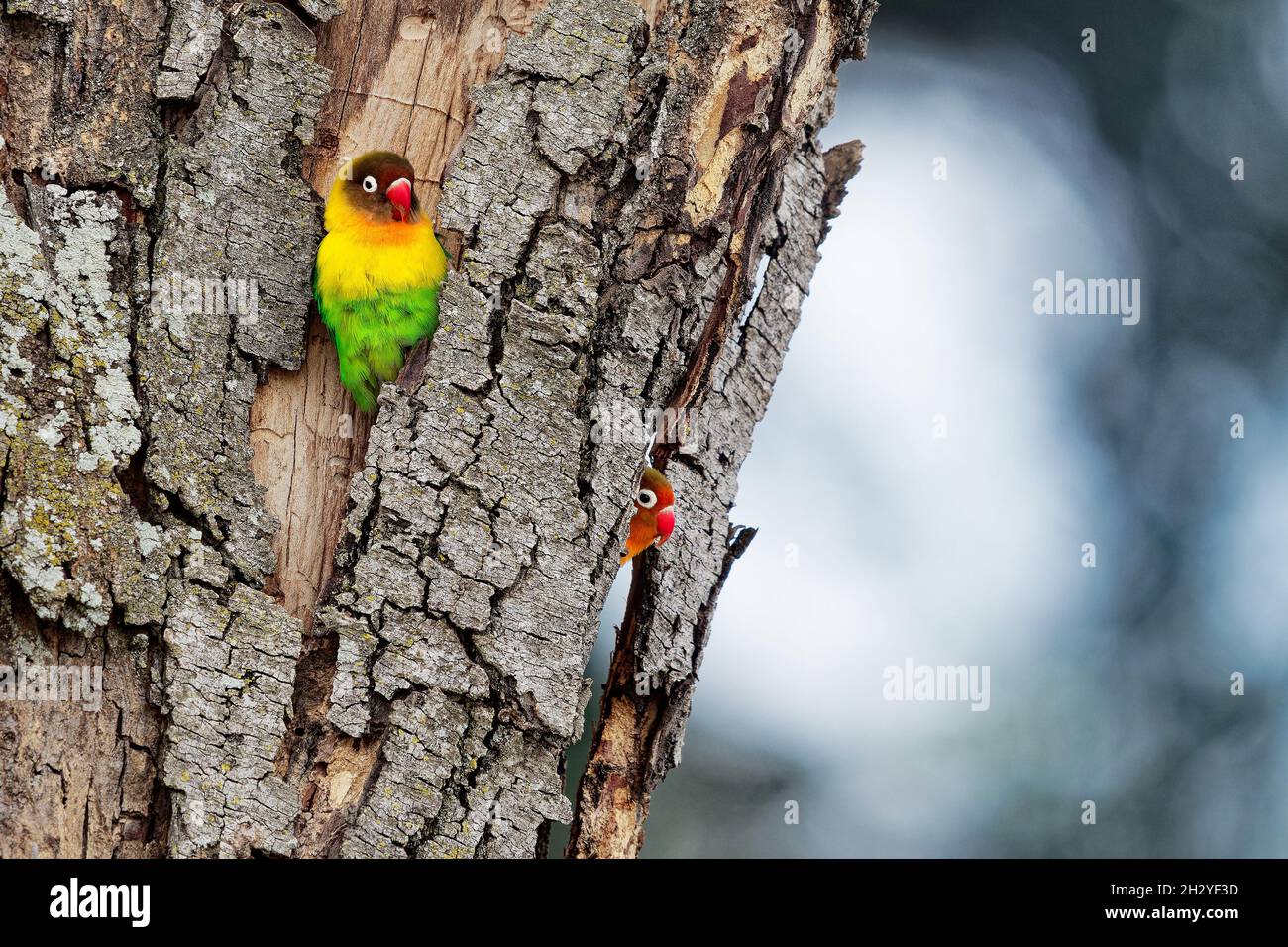 Fischers Lovebird - Agapornis fischeri piccolo pappagallo, schiena verde, petto e ali, i colli sono gialli dorati e verso l'alto diventa arancio più scuro, Foto Stock