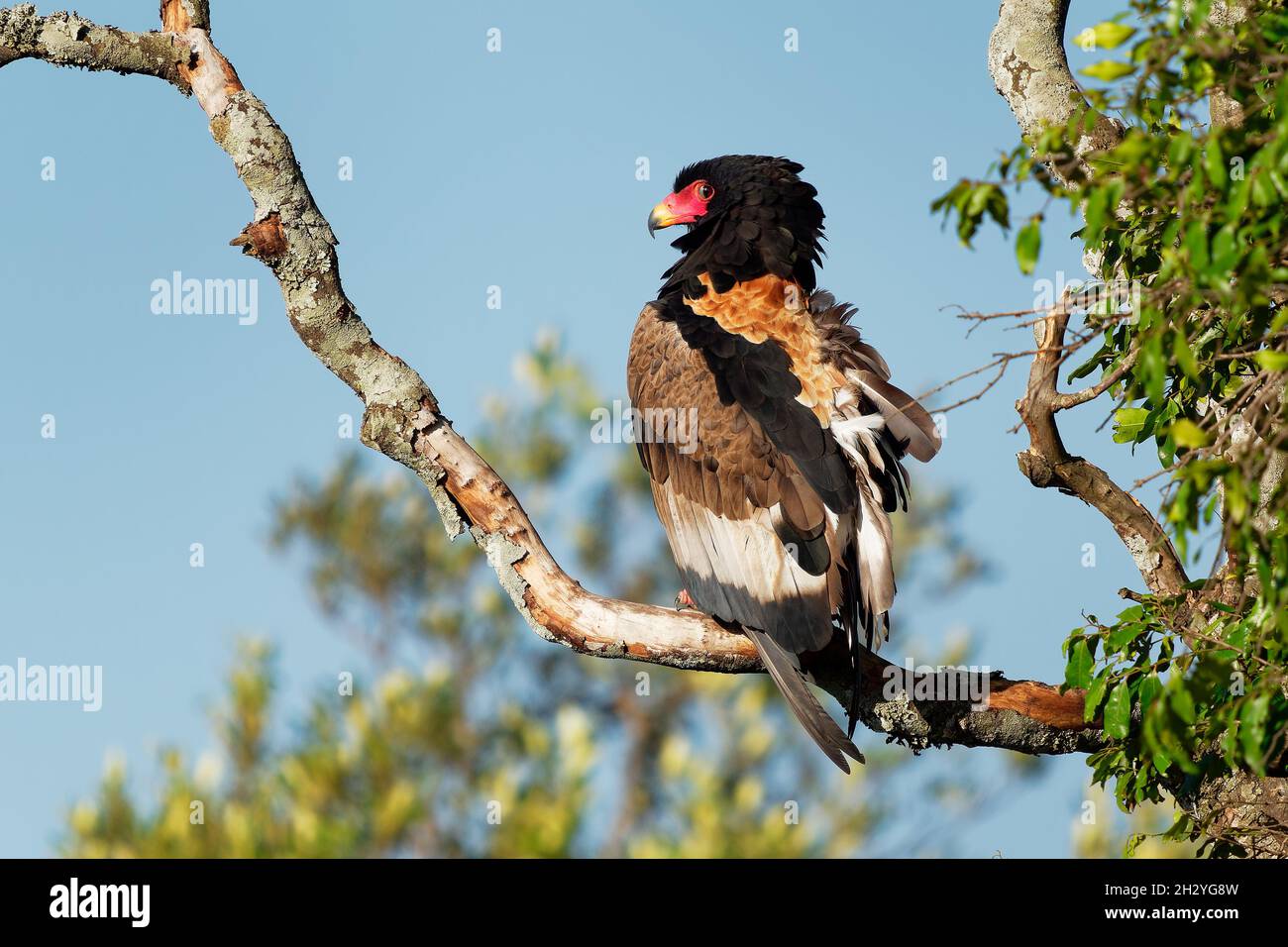 Bateleur - Terathopius ecaudatus uccello di preda di medie dimensioni in Accipitridae, parente di aquila serpente, Zimbabwe uccello, l'emblema nazionale dello Zimbabwe, g Foto Stock