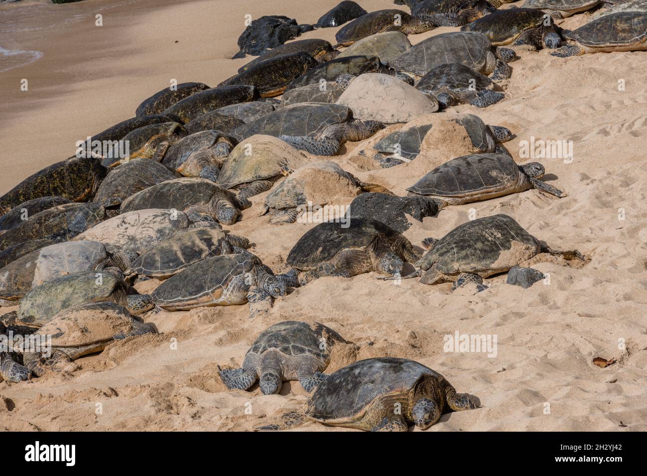 Un grande gruppo di tartarughe marine verdi giganti che riposano alla spiaggia di Hookipa, Maui, Hawaii Foto Stock