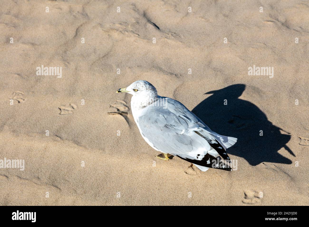 Gull sulla spiaggia, lago Michigan, MI USA, di James D Coppinger/Dembinsky Photo Assoc Foto Stock