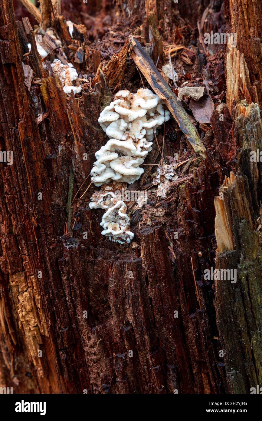 Amphic ooozing funghi, tronco di albero di marcio, e USA, di James D Coppinger/Dembinsky Photo Assoc Foto Stock
