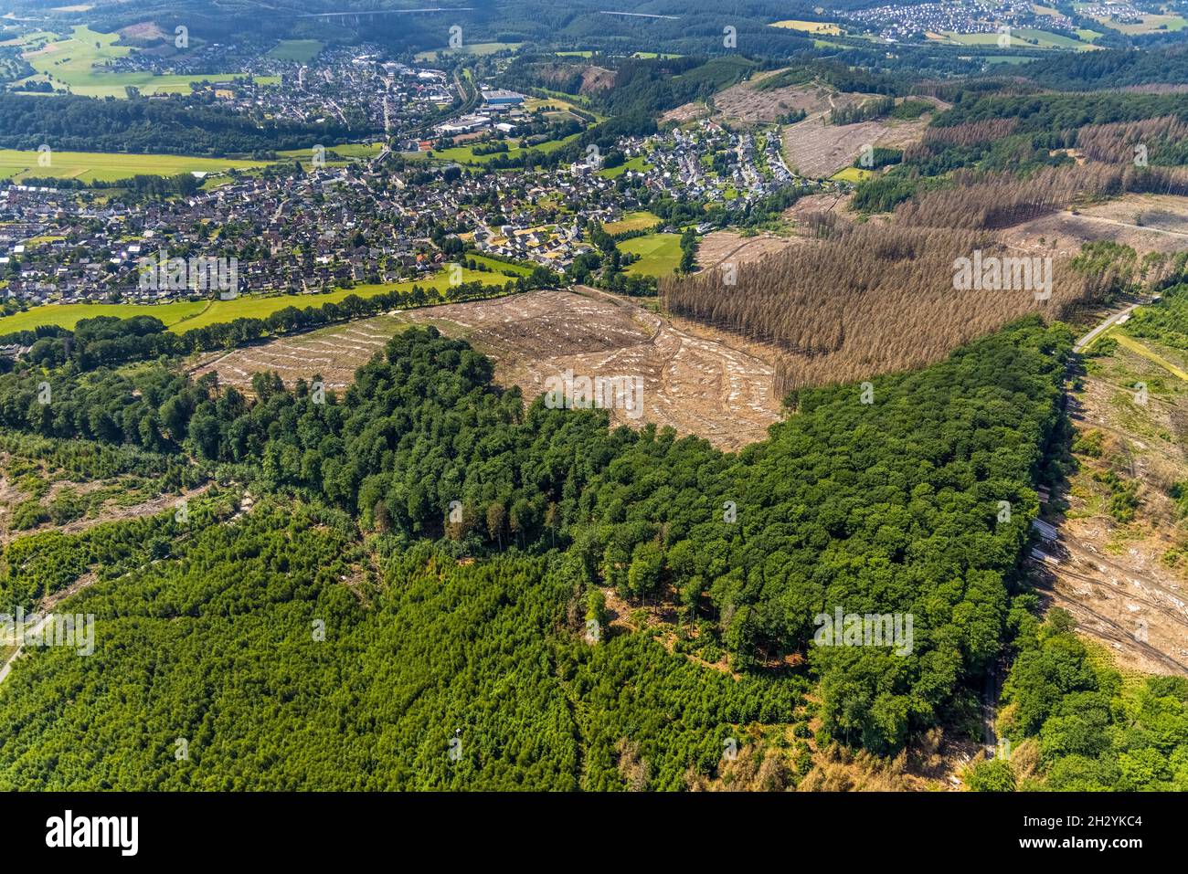 Vista aerea, foresta di Arnsberg, zona forestale danneggiata a Glösingen, Oeventrop, Arnsberg, Sauerland, Renania settentrionale-Vestfalia, Germania, albero dieba Foto Stock