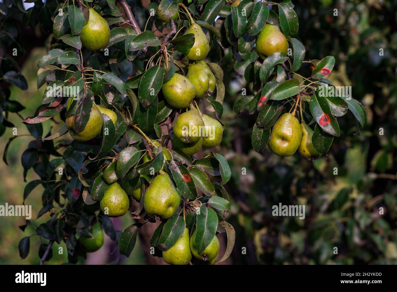 ramo di pera con molti frutti grandi maturi di pera dolce nel giardino del contadino. Mazzo di pere mature su ramo d'albero Foto Stock