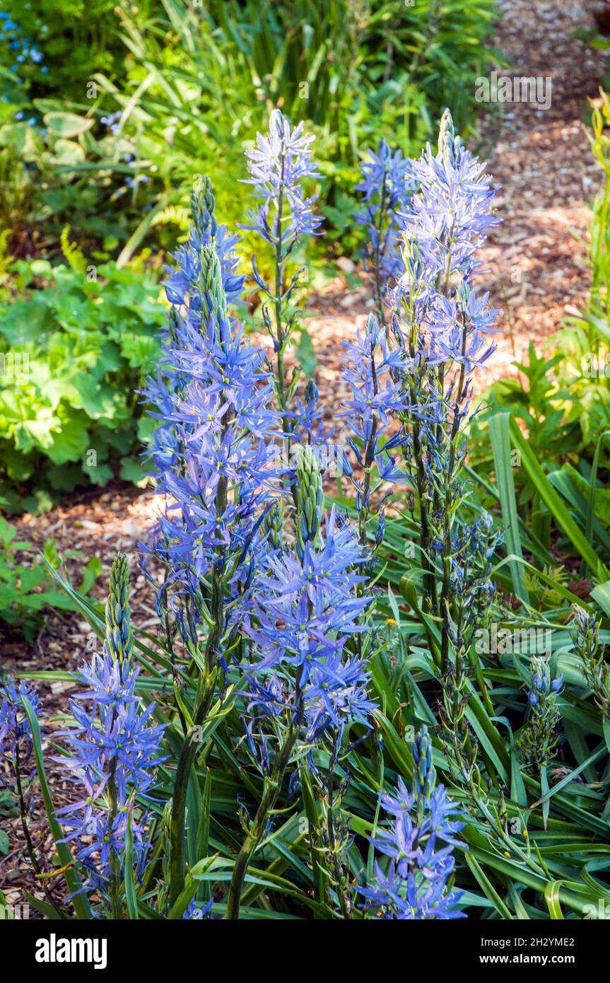 Vista del Camassia Quamash con fiori blu in estate in bosco selvaggio giardino area un bulbo perenne che è gelo hardy Foto Stock