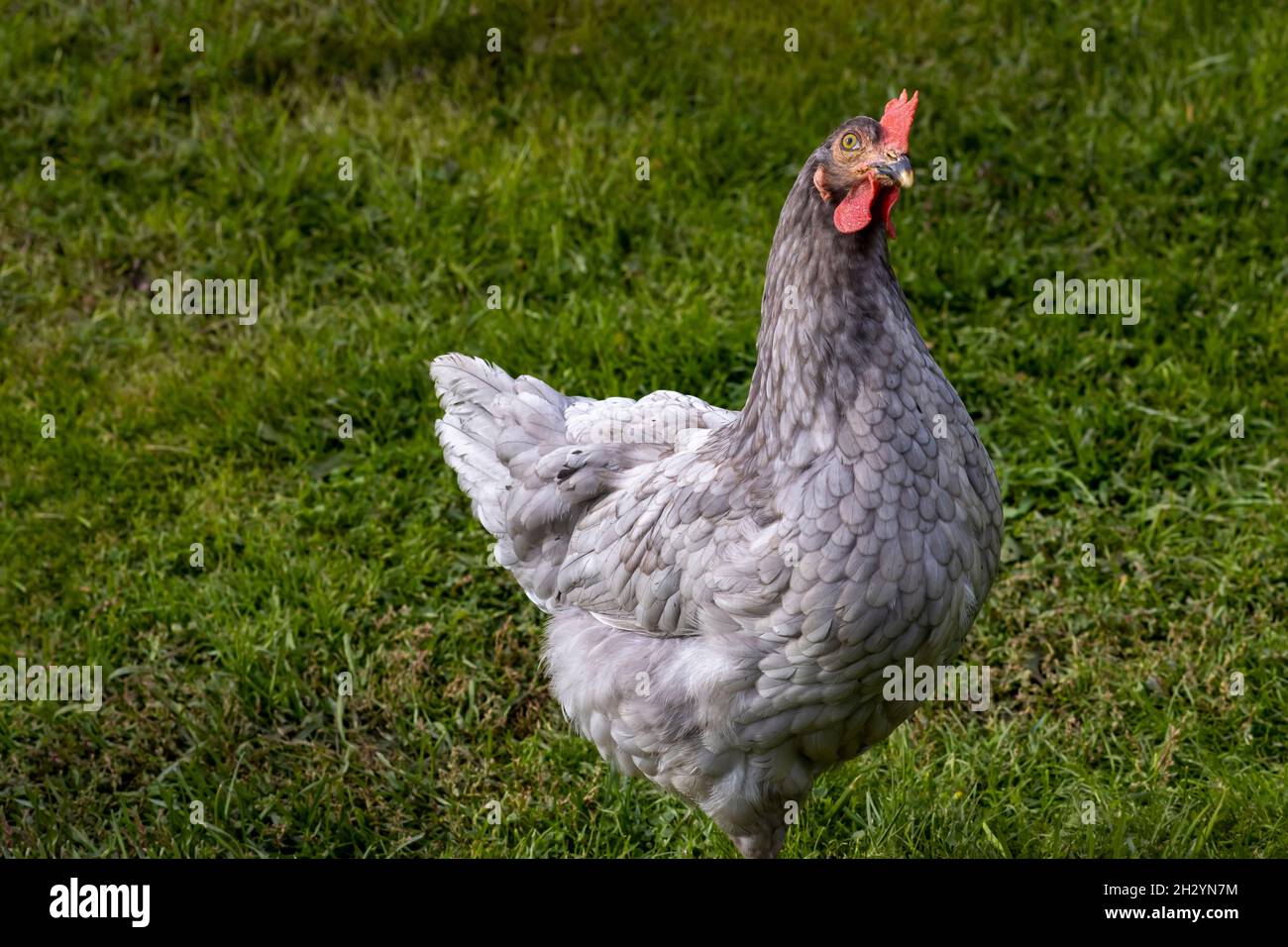 Primo piano di pollo su uno sfondo di erba verde Foto Stock