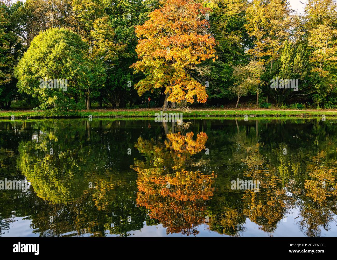 Colorati alberi d'autunno riflessi nelle acque del lago artificiale, Gosford Estate, East Lothian, Scozia, Regno Unito Foto Stock