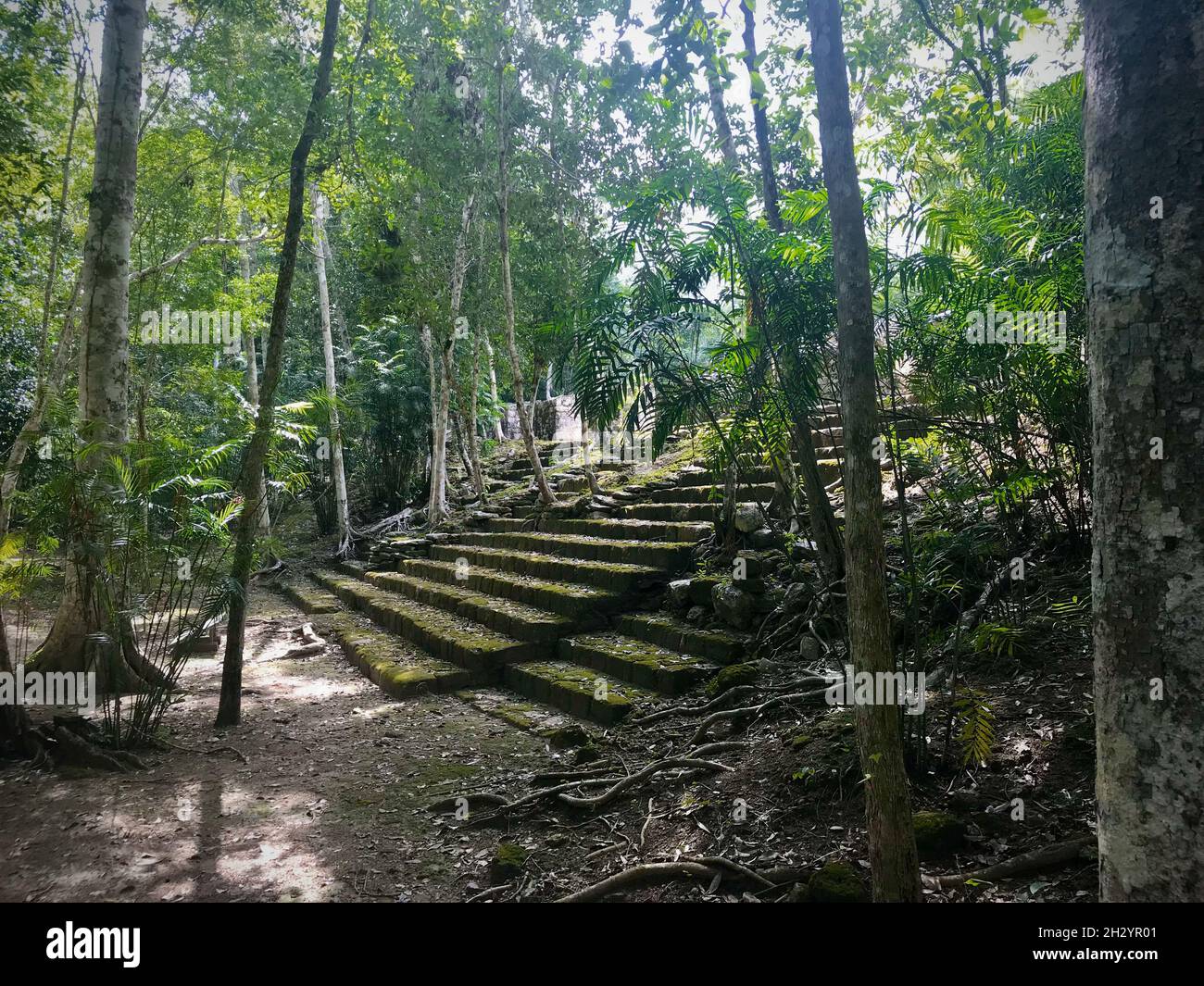 Calakmul, rovine maya, Messico Foto Stock