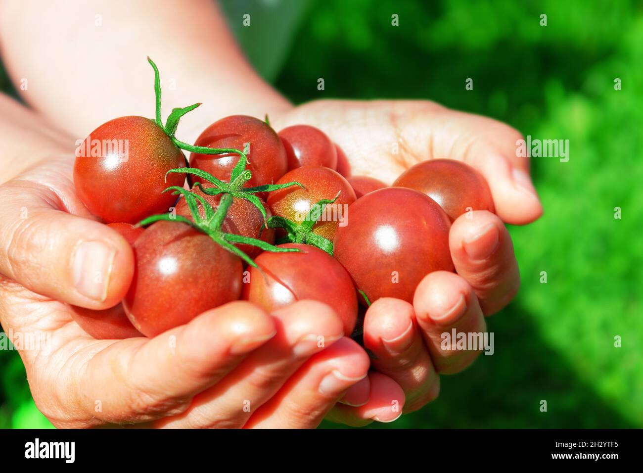 Pomodori ciliegini rossi maturi in mano della donna. Foto Stock