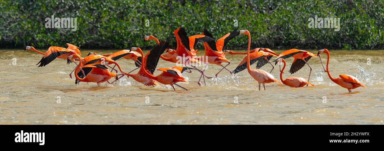 Flock of American Flamingo (Phoenicopterus ruber) decollo in volo, Celestun Biosphere Reserve, Yucatan Peninsula, Messico. Foto Stock