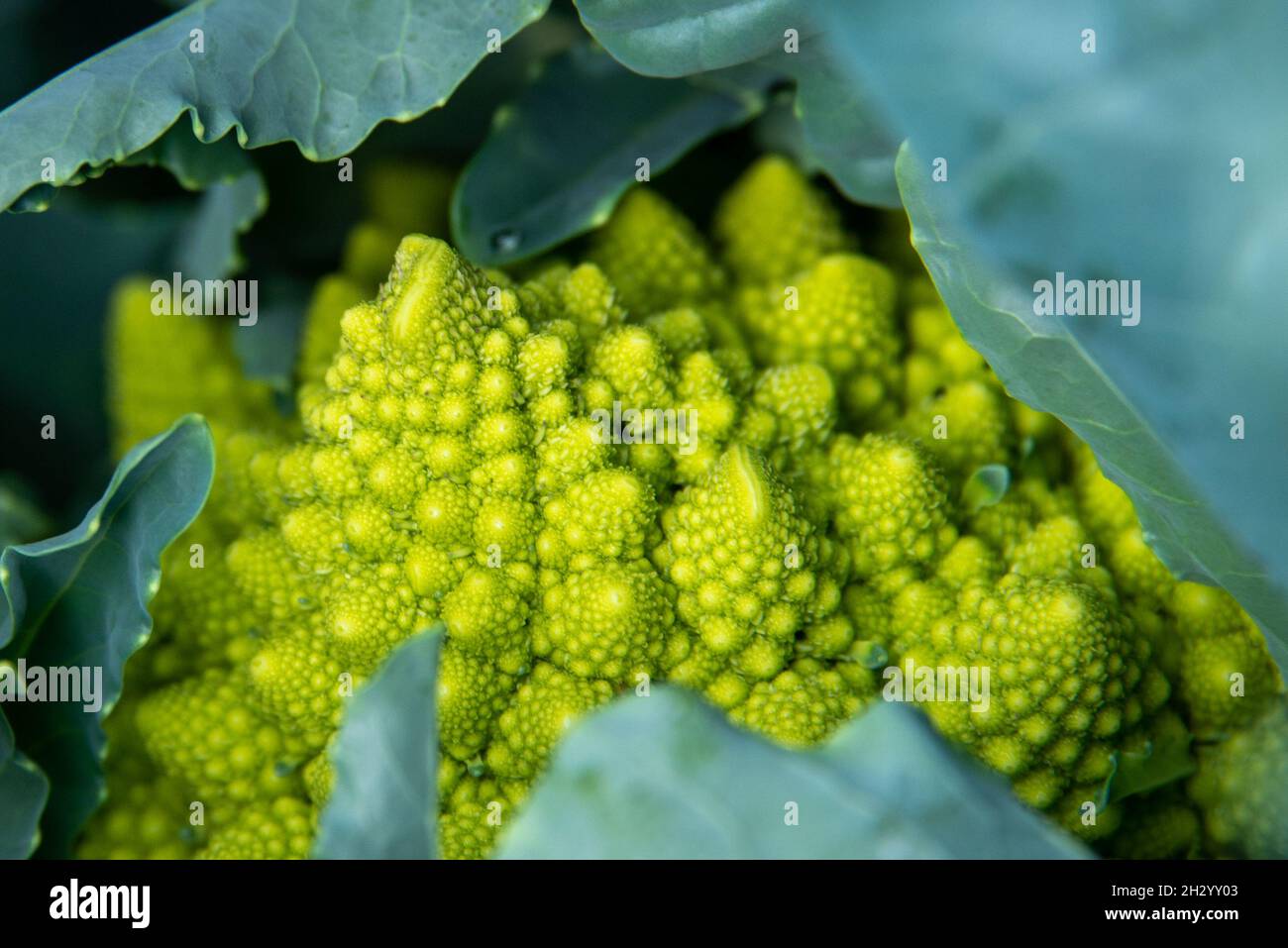 Un verde romanesco cavolfiore vegetale circondato da grandi foglie verdi. La pianta ha un modello a spirale di germogli che formano la testa del vegetariano. Foto Stock