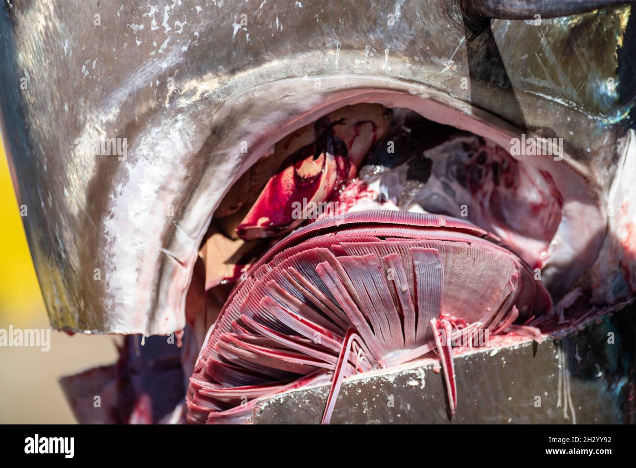 Un grande tonno rosso dell'Atlantico con una pelle d'argento blu. Il pesce crudo morto ha la testa rimossa e l'interno dell'animale selvatico ha le sue branchie e. Foto Stock