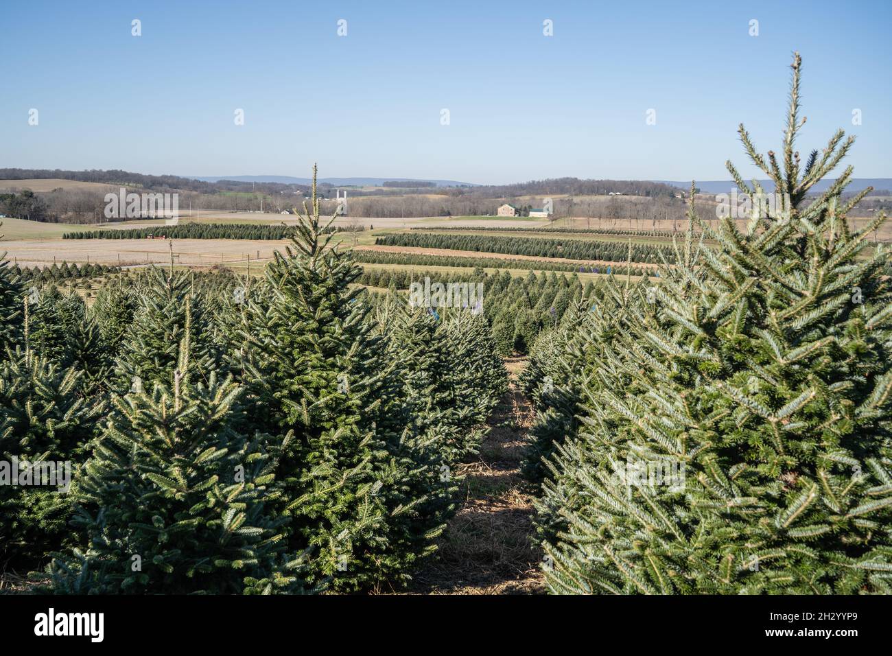 File di alberi di Natale a fattoria albero Foto Stock