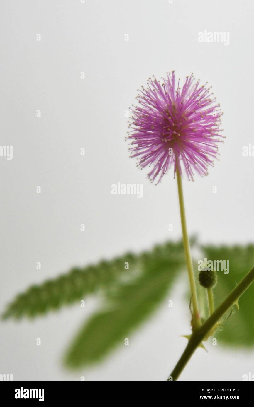 Mimosa pudica, aka pianta sensitiva, non toccarmi, e vergogna. Fiore viola rosa con foglie verdi. Orientamento verticale. Foto Stock