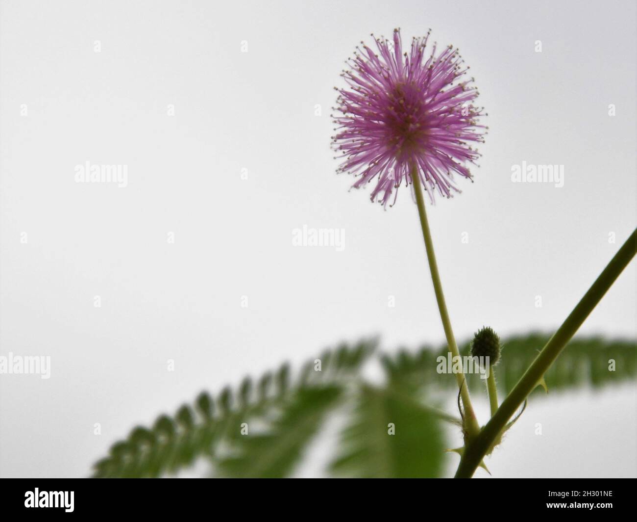 Mimosa pudica, aka pianta sensitiva, non toccarmi, e vergogna. Fiore viola rosa con foglie verdi. Orientamento orizzontale. Foto Stock