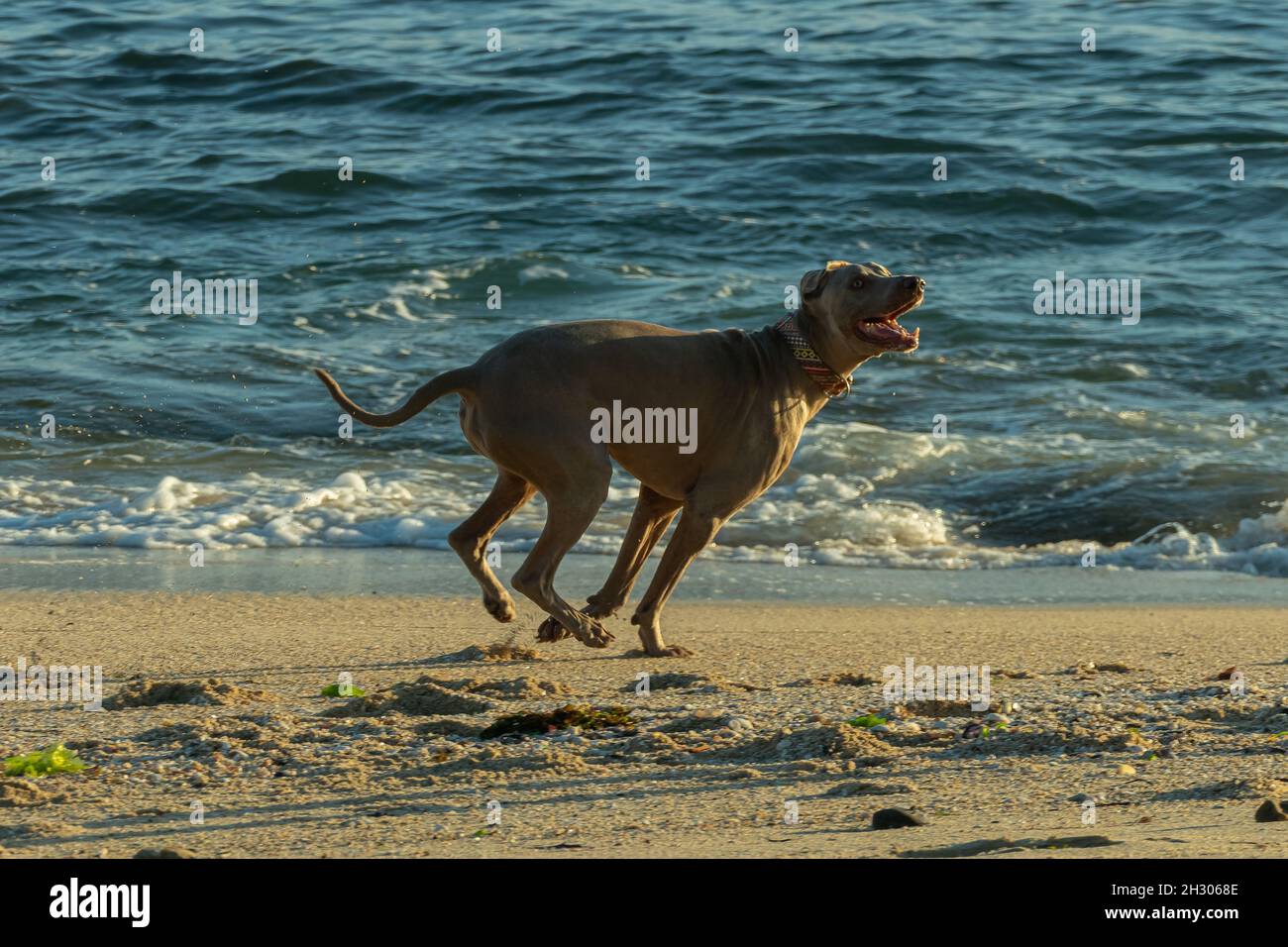 weimaraner cane che corre lungo la spiaggia in giornata di sole in autunno in Spagna Foto Stock