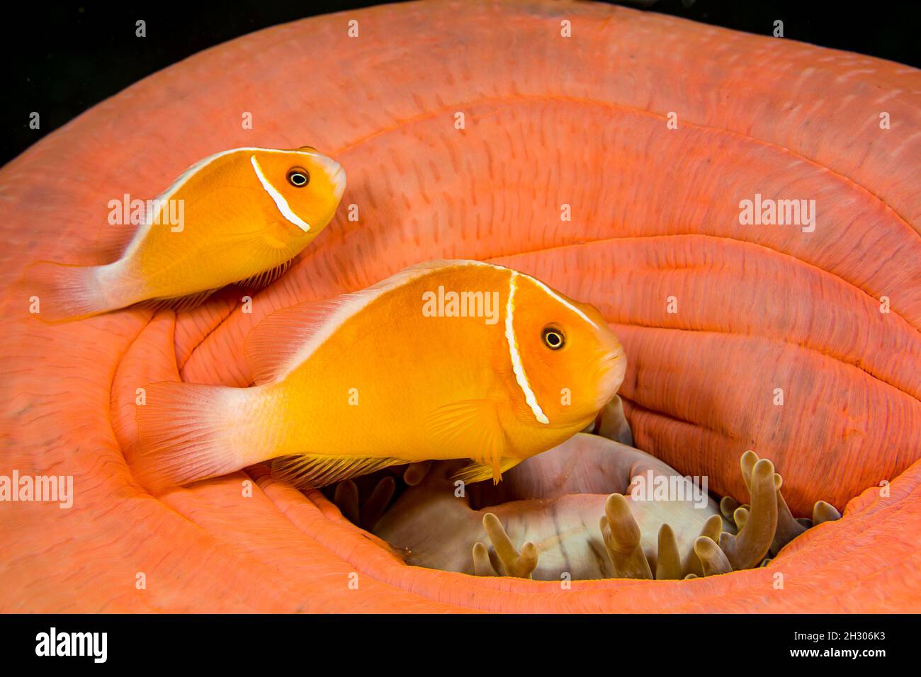 Questo comune, anemonefish Amphiprion perideraion, è più spesso associato con l'anemone, Heteractis magnifica, come mostrato qui. Questo appr Foto Stock