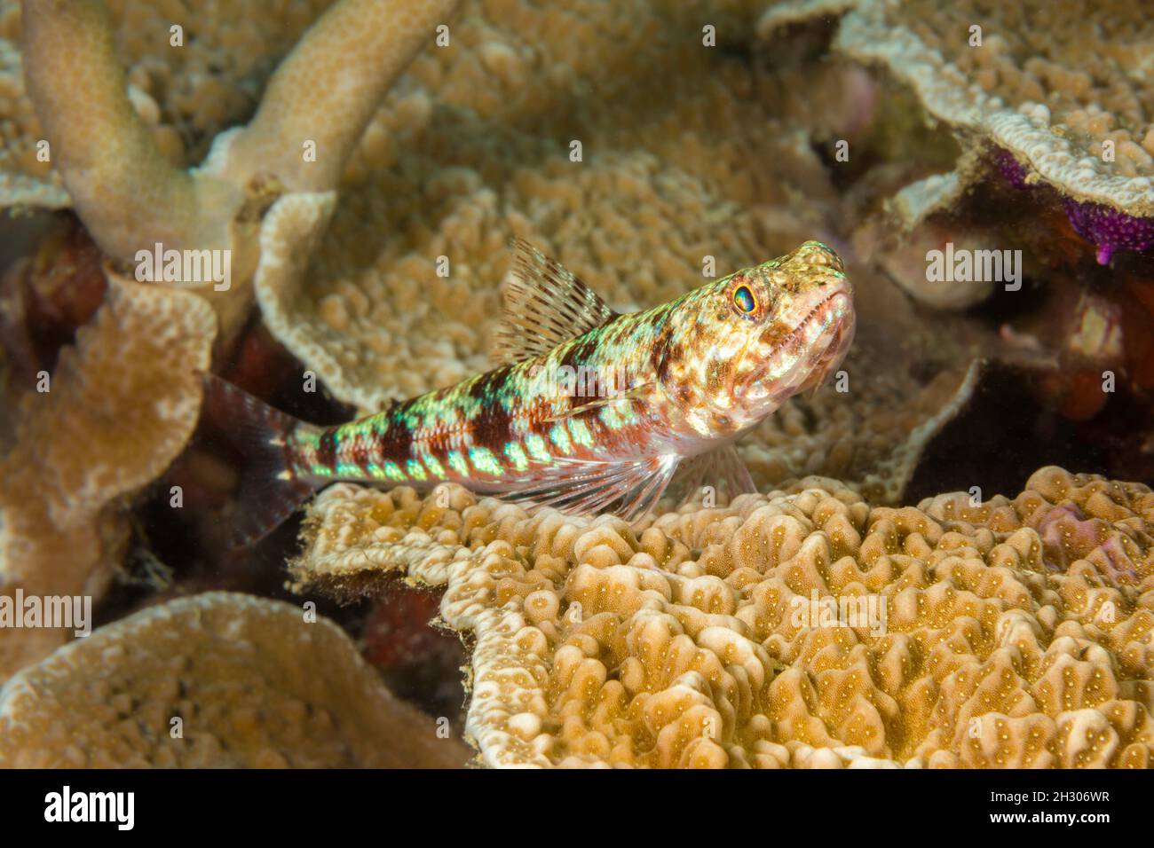 Il pesce lucertola variegato, Synodus variegatus, è anche chiamato pesce lucertola, Yap, Micronesia. Foto Stock
