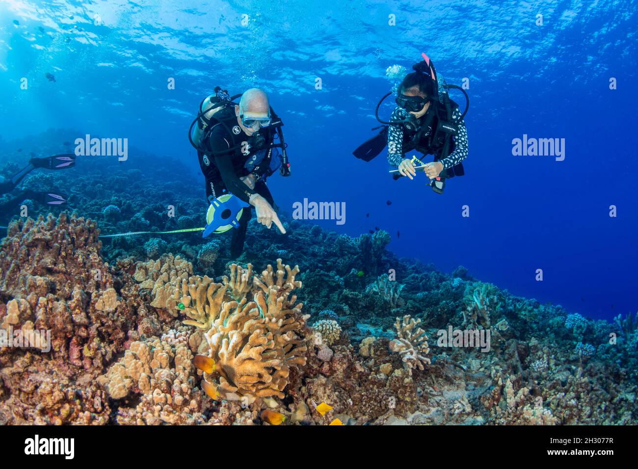 La ricerca subacquei dal MOC Marine Institute mappa coral danni a Molokini riserva marina dell'isola di Maui, Hawaii. In futuro, i dati fr Foto Stock