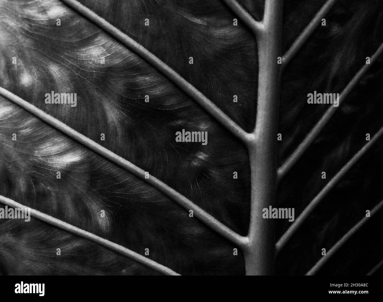 Studio in bianco e nero della parte inferiore di una foglia - uno strano, bel paesaggio astratto Foto Stock