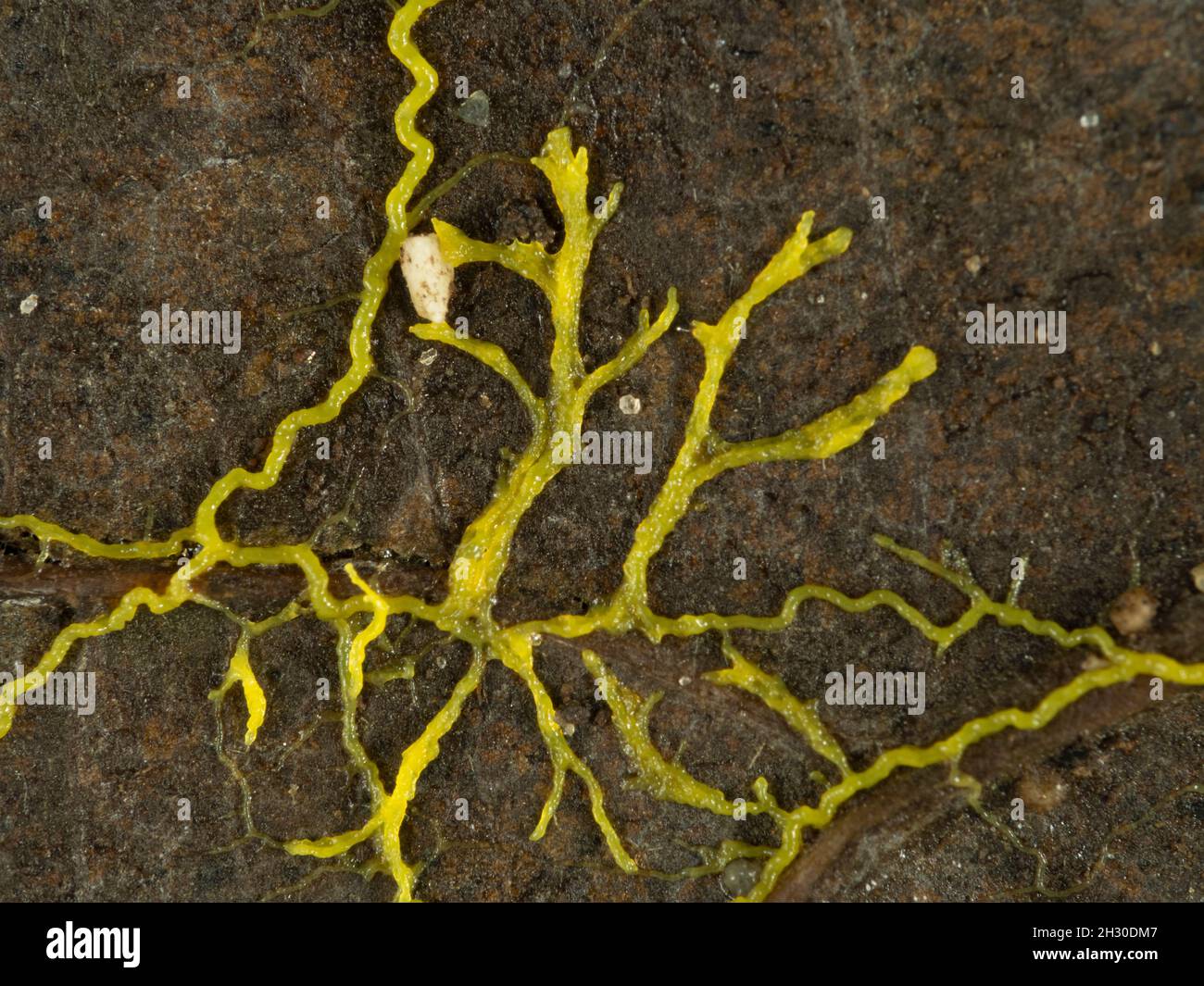 Primo piano della muffa gialla di lime o della muffa di lime (Physarum policephalum) che striscia attraverso una foglia morta in cerca di cibo Foto Stock