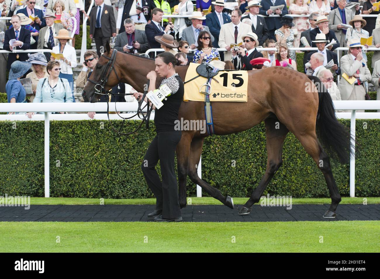 Cavallo da corsa e Handler nel campo della sfilata, Goodwood Racecourse, Goodwood, 27 luglio 2010 Foto Stock