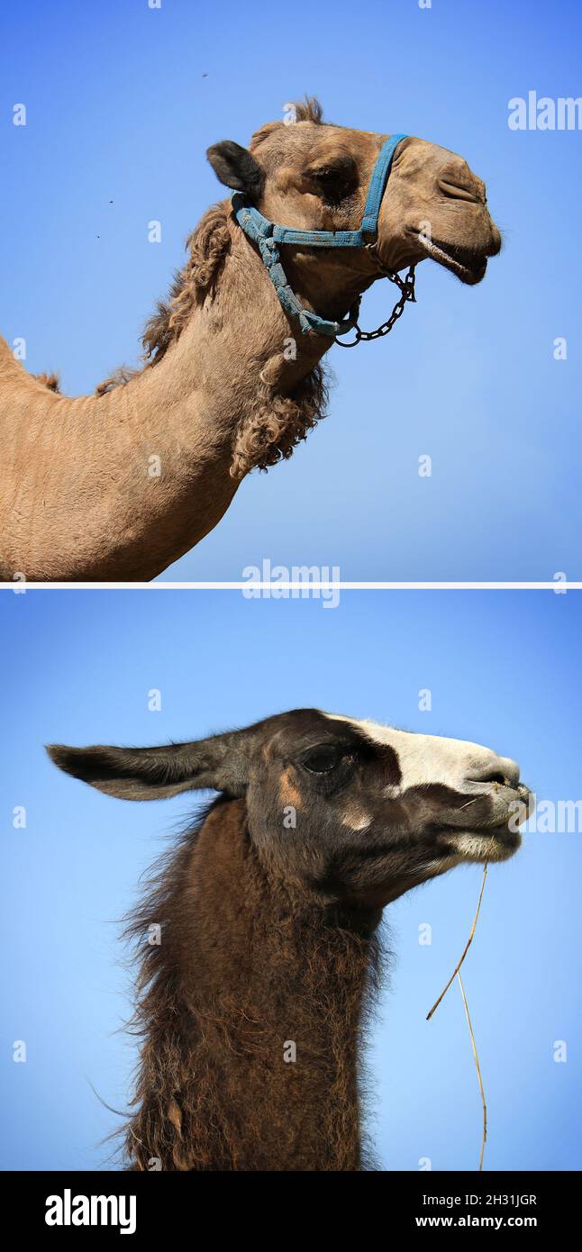 Collage di un cammello e di un lama contro un cielo blu. Foto Stock