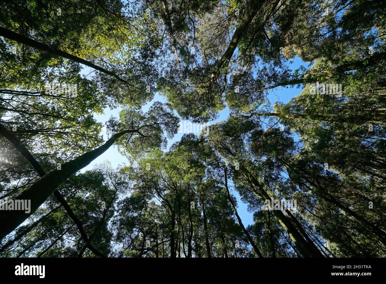 Vista dal basso di alberi alti con cielo blu (legno di acacia nero), sfondo naturale, Spagna, Galizia, Pontevedra provincia Foto Stock