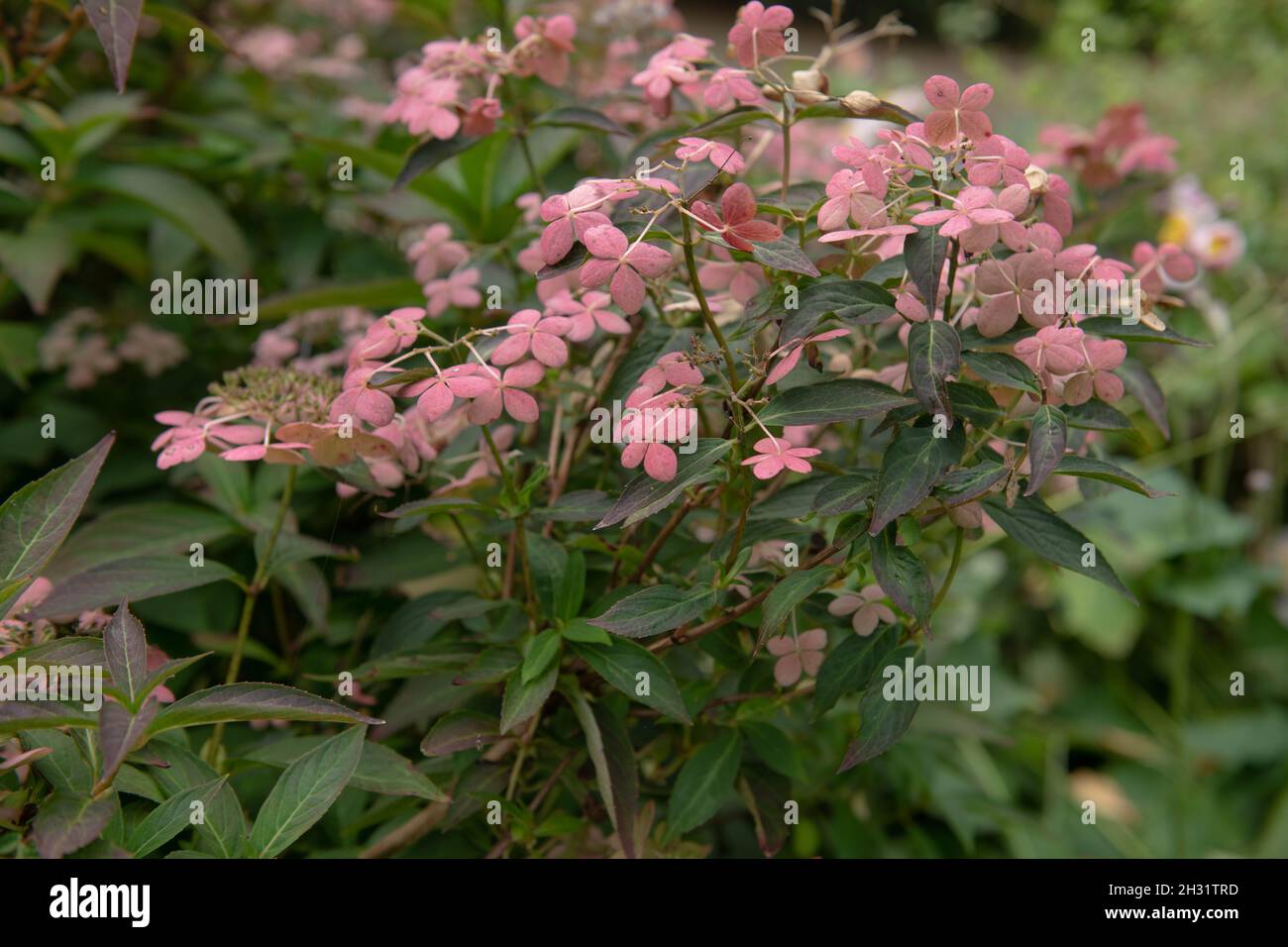 Autunno fiore rosa brillante teste su un berretto di pizzo Hydrangea arbusto (Hydrangea serrata 'Tiara') che cresce in un giardino di bosco in Devon rurale Foto Stock