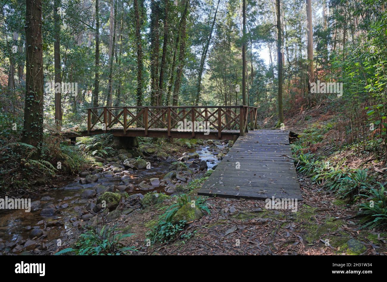 Sentiero lungo il piccolo fiume con un ponte in legno nella foresta, Rio De la Fraga, Spagna, Galizia, Pontevedra provincia Foto Stock