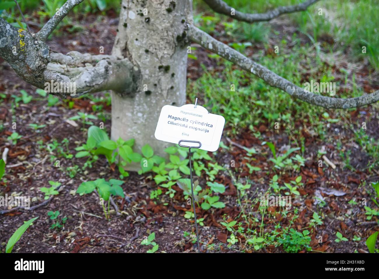 Impianto Magnolia Cylindrica con etichetta di identificazione in lingua latina e lettone nel giardino botanico dell'Università lettone, riga, Lettonia. Foto Stock