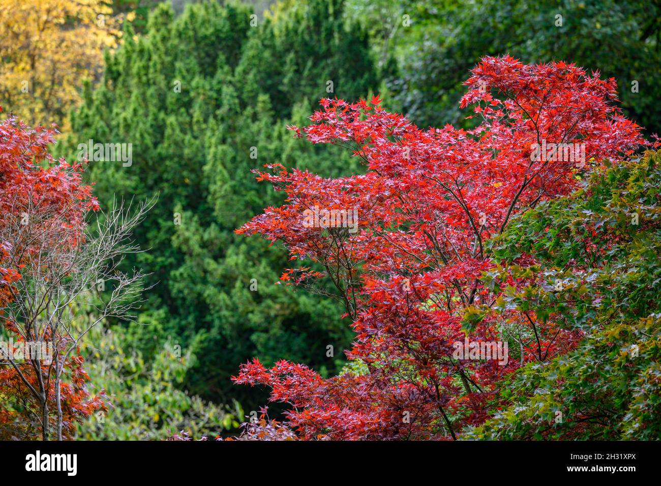 I colori autunnali nella natura Foto Stock