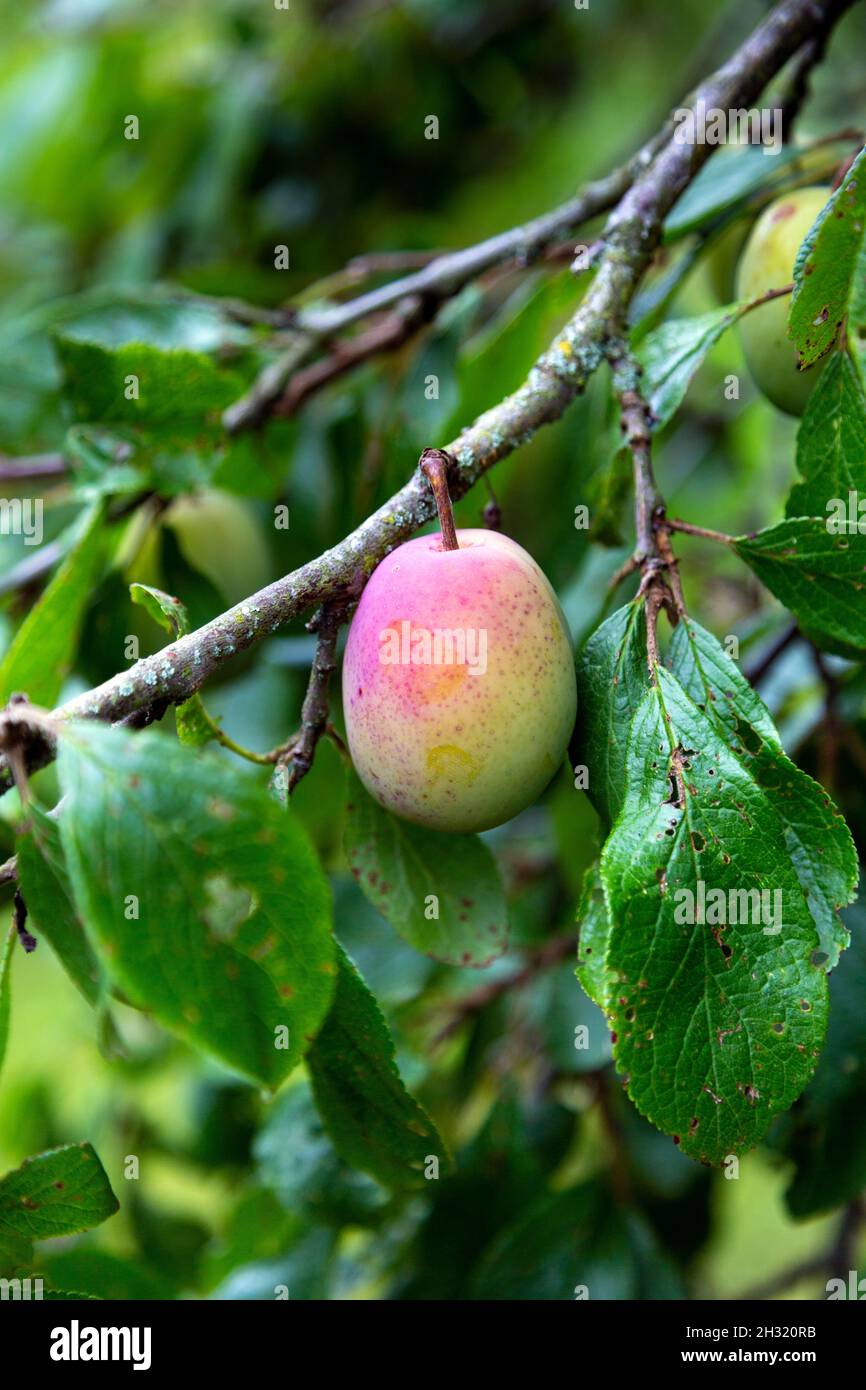 Prugna biologica che cresce in un frutteto Foto Stock