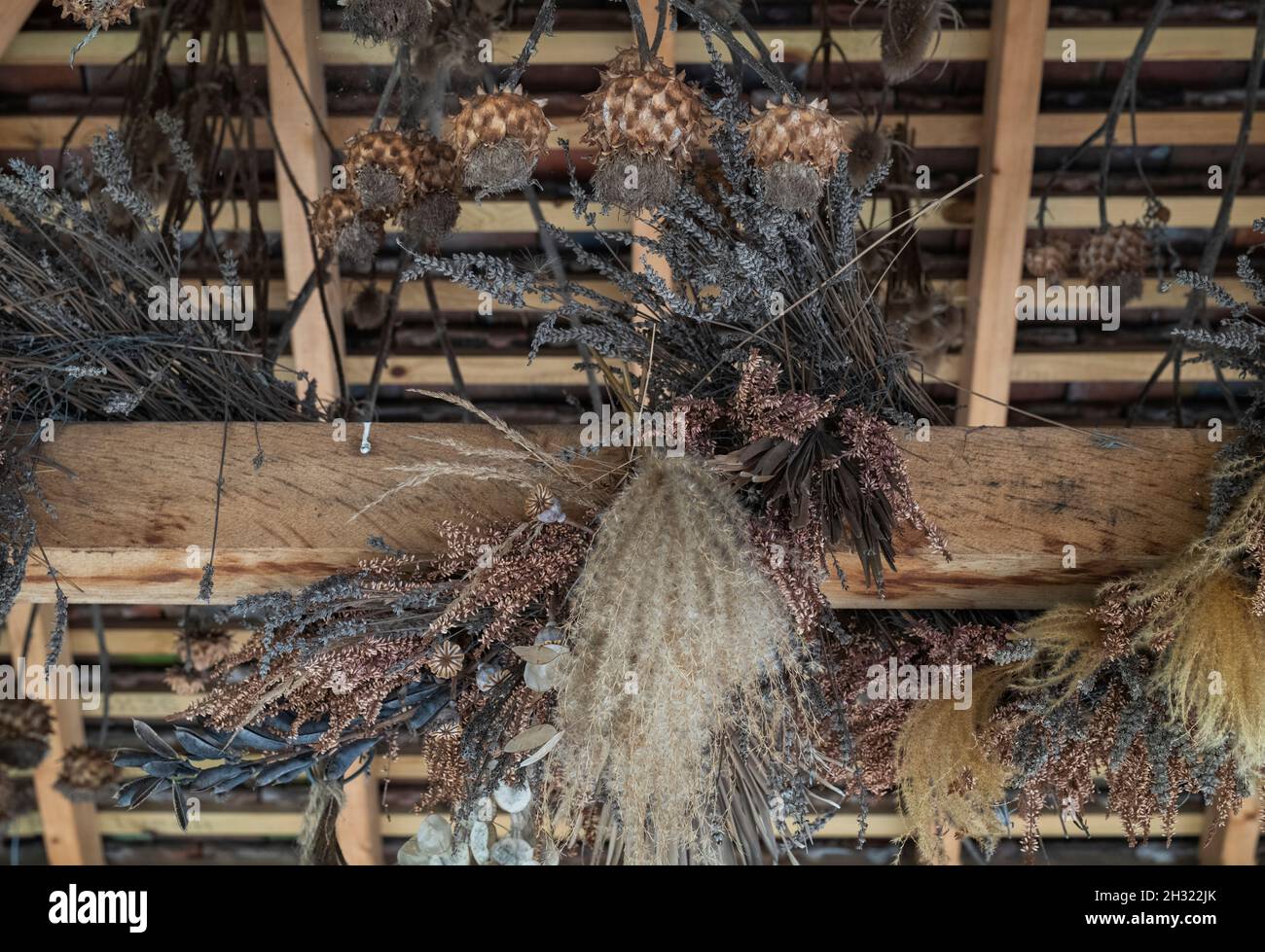 Piante essiccate appese ad uno spazio sul tetto in autunno a RHS Wisley Gardens, Surrey, Regno Unito Foto Stock