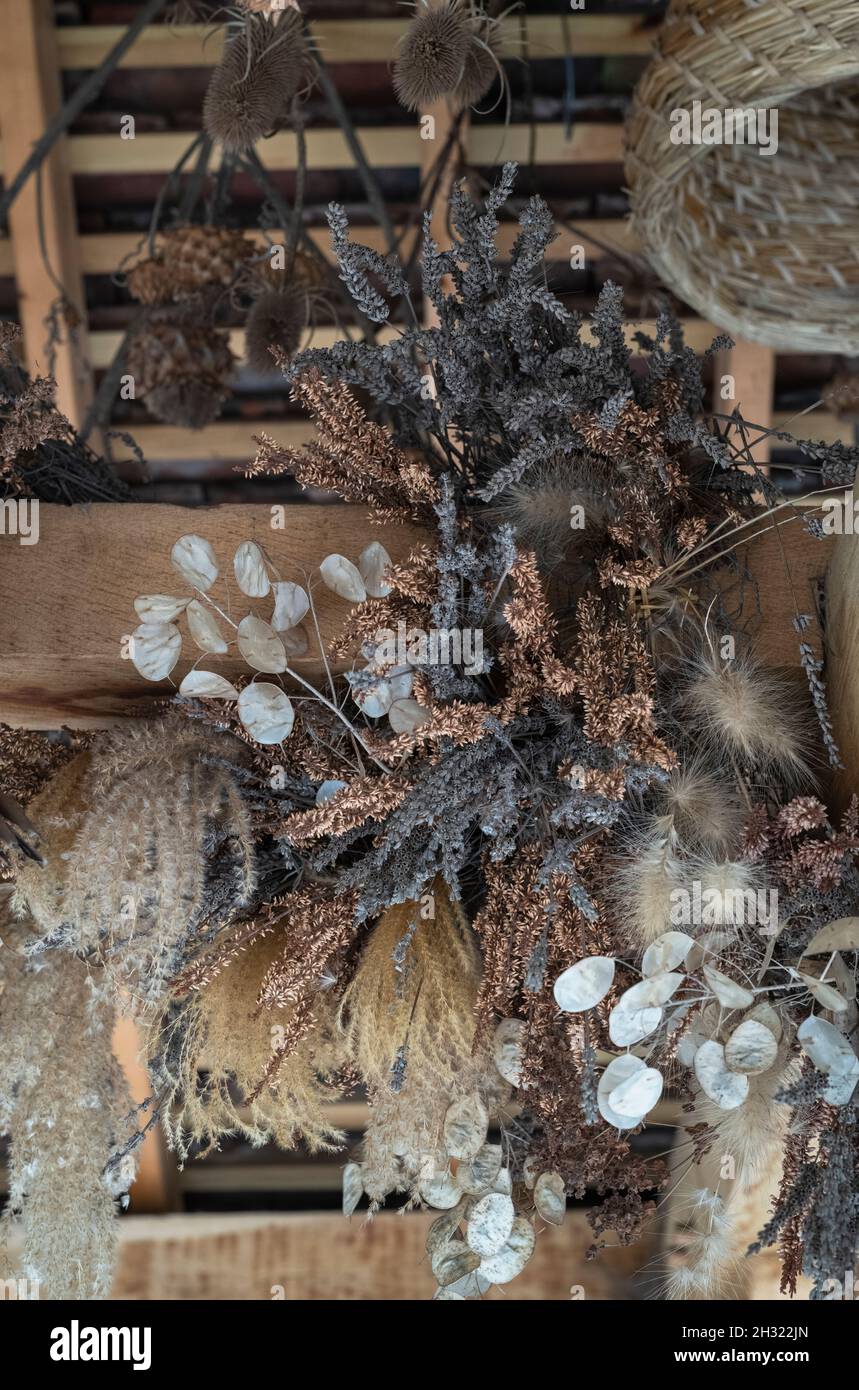 Piante essiccate appese ad uno spazio sul tetto in autunno a RHS Wisley Gardens, Surrey, Regno Unito Foto Stock