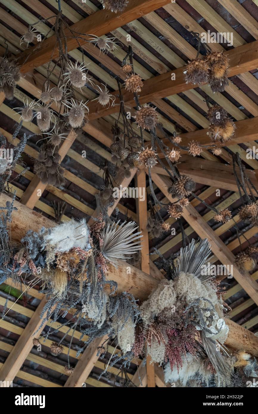 Piante essiccate appese ad uno spazio sul tetto in autunno a RHS Wisley Gardens, Surrey, Regno Unito Foto Stock
