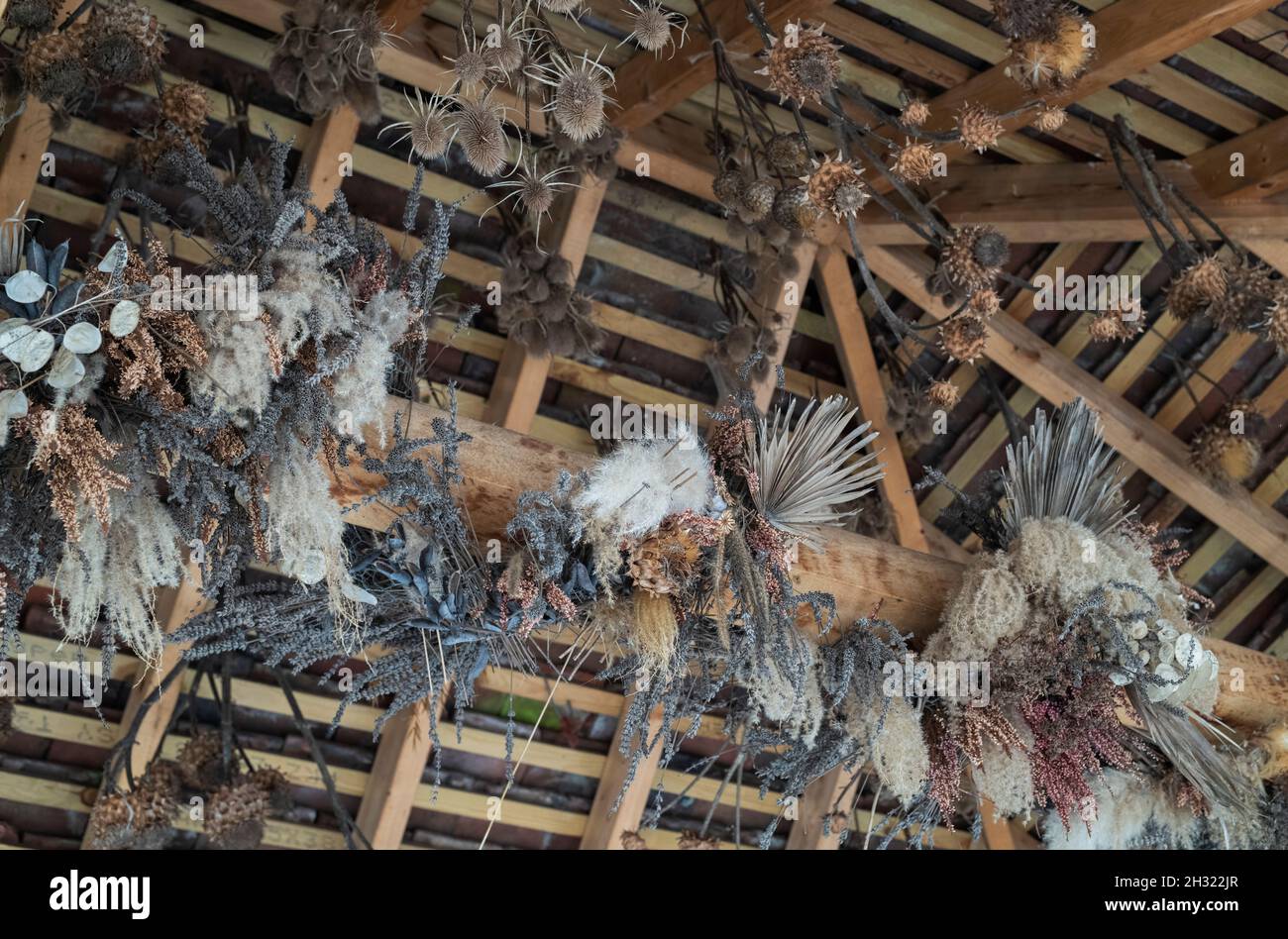 Piante essiccate appese ad uno spazio sul tetto in autunno a RHS Wisley Gardens, Surrey, Regno Unito Foto Stock