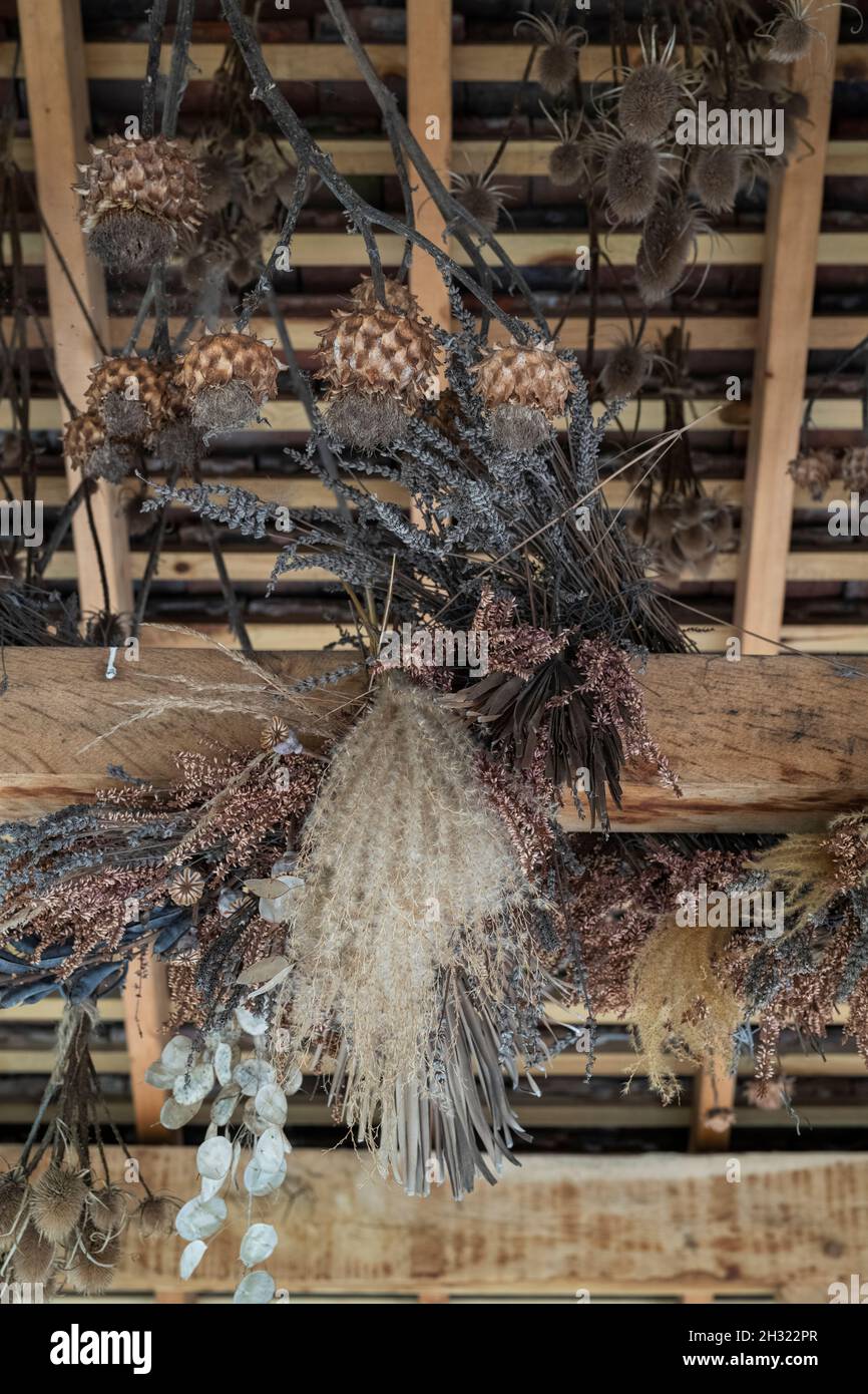 Piante essiccate appese ad uno spazio sul tetto in autunno a RHS Wisley Gardens, Surrey, Regno Unito Foto Stock