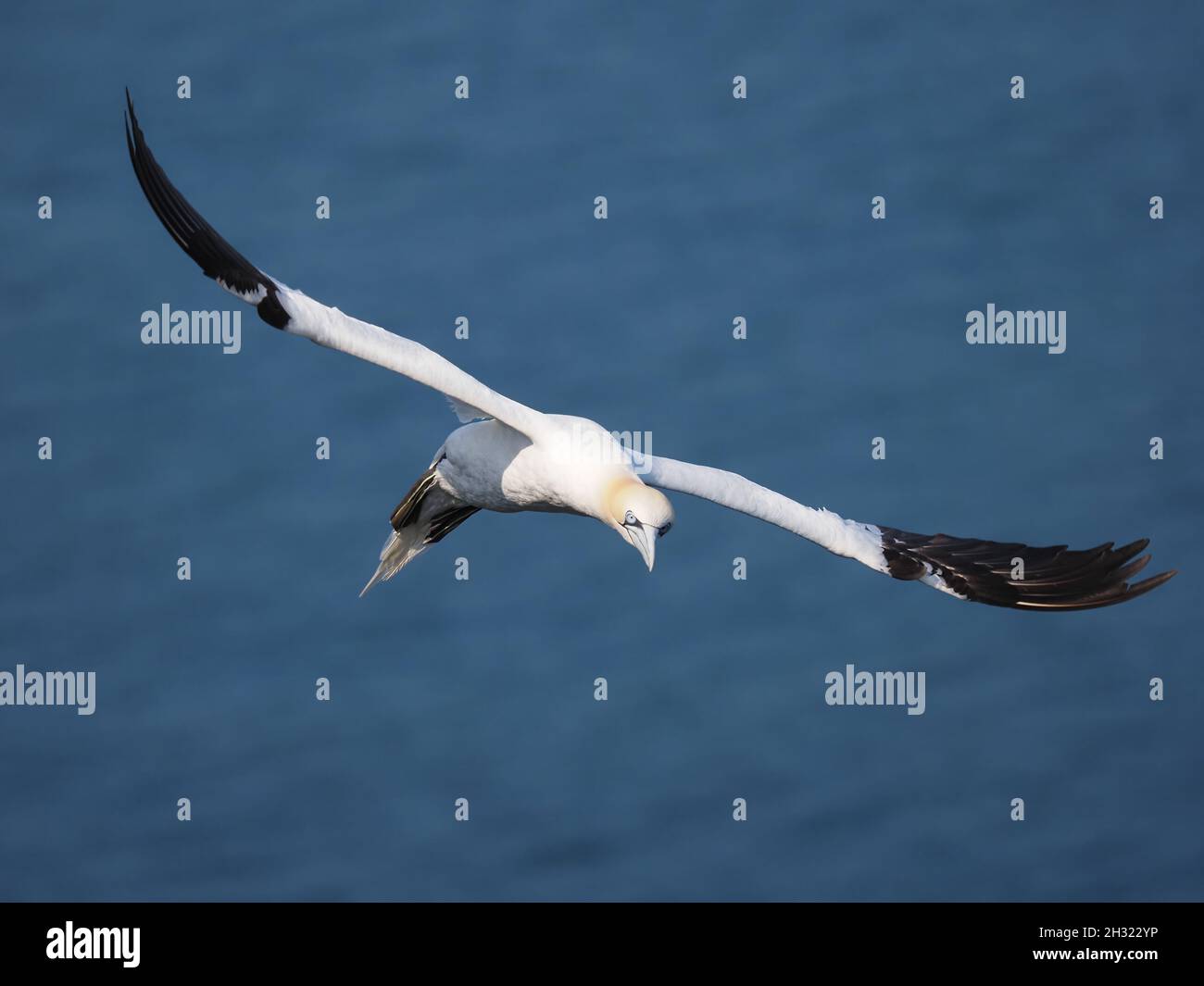 Le gannette utilizzano il vento a loro vantaggio nell'atterraggio e volare in mare per nutrirsi ripiegando le loro ali e diving per catturare la preda del pesce. Foto Stock