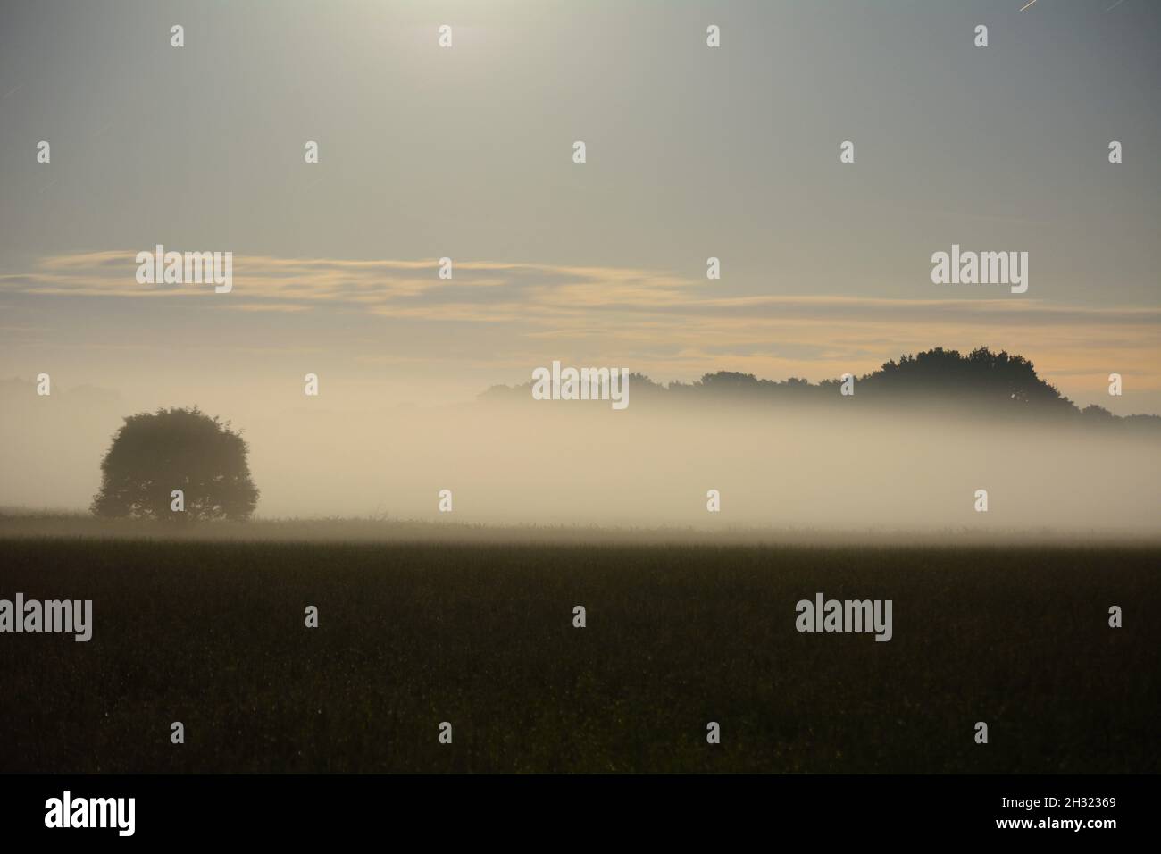 Un albero Lonely nella nebbia illuminato dalla Luna piena Foto Stock