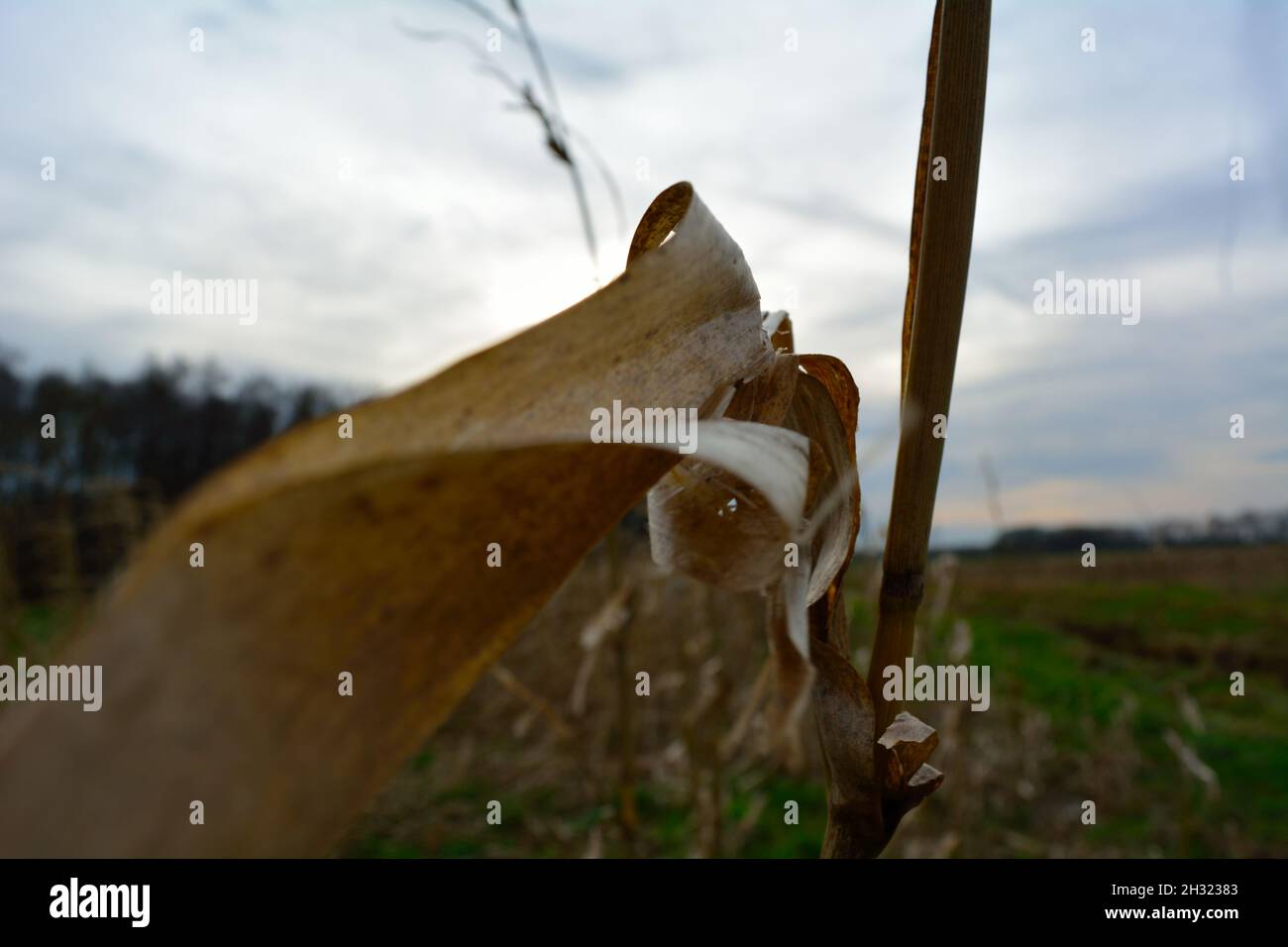 Ritratto di una foglia appassita. Foto Stock