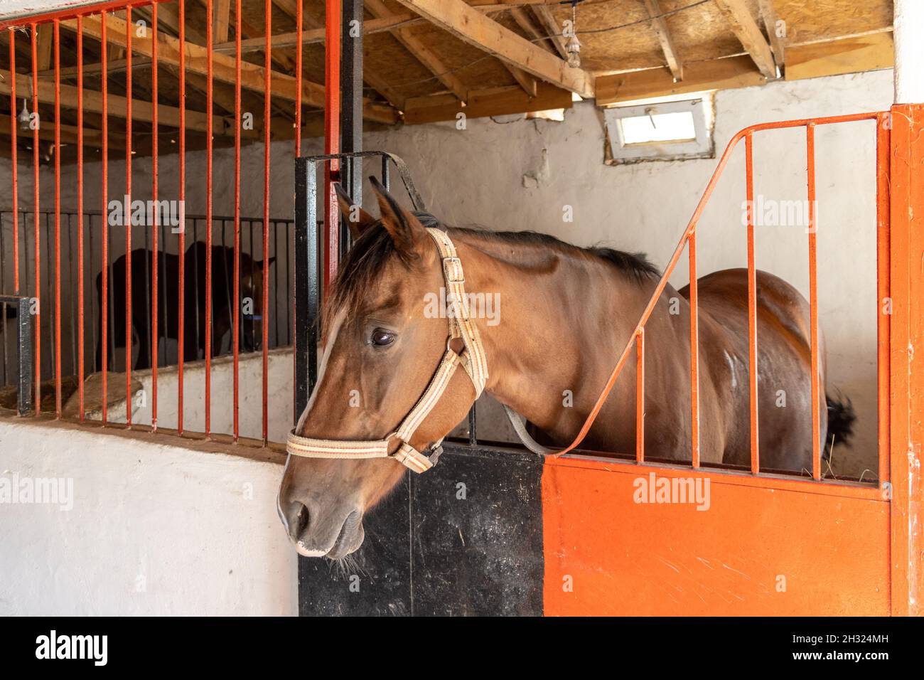 Ritratto di cavallo marrone nel fienile Foto Stock