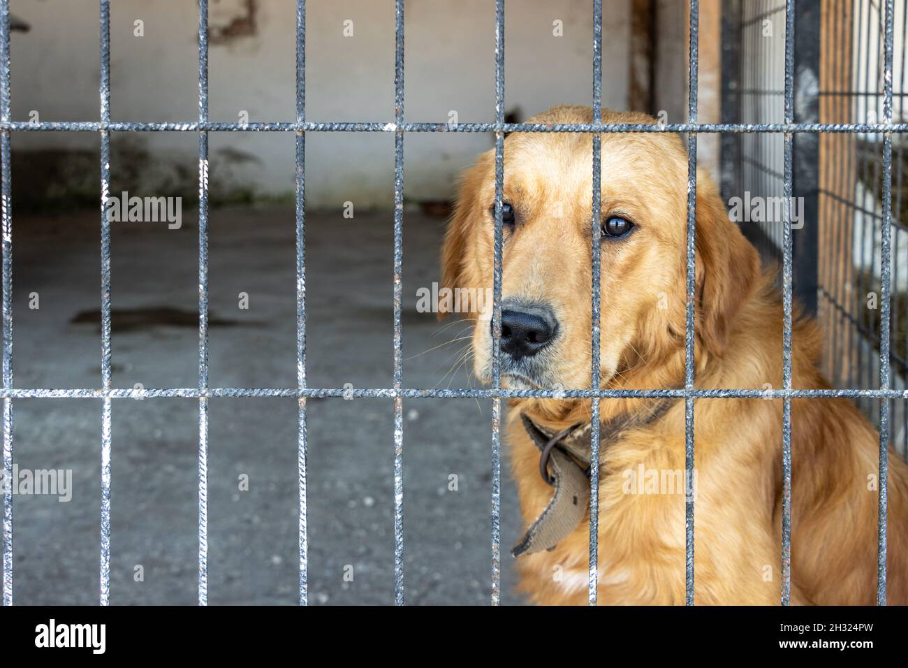 Triste infelice Golden Retriever cane all'interno di ferro recinzione in attesa di essere adottato al rifugio animale. Animali prigionieri derelitti Foto Stock